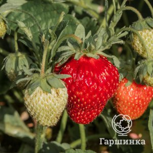 

Клубника Кокетка