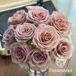 Роза Амнезия чайно-гибридная