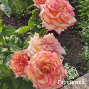 

Роза Амбианс чайно-гибридная