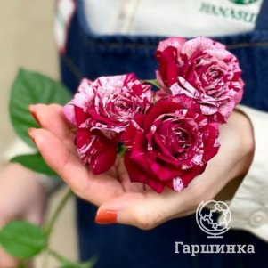

Роза Арроу Фоллес спрей