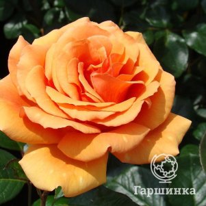

Роза Ашрам чайно-гибридная