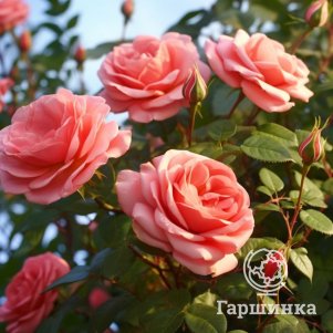 

Роза Бермуда чайно-гибридная