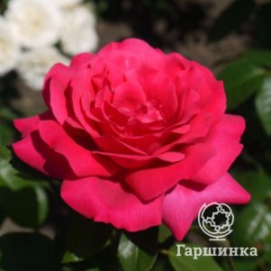 

Роза Веласкес чайно-гибридная