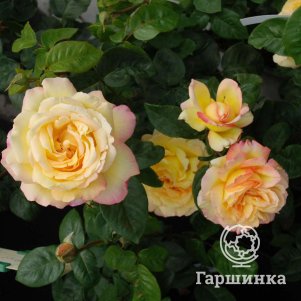 

Роза Глория Дей чайно-гибридная