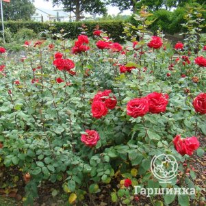 Роза Гранд Аморе чайно-гибридная