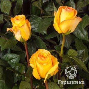 

Роза Дежавю чайно-гибридная