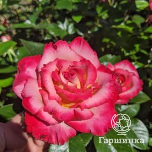 

Роза Дик Кларк флорибунда