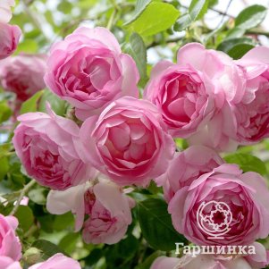 

Роза Жасмина плетистая