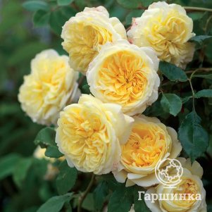 

Роза Зе Пилигримм