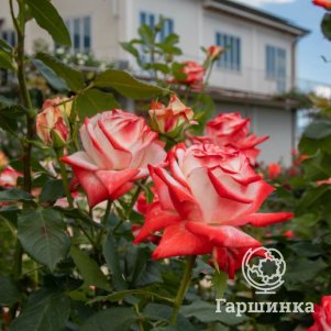 

Роза Императрица Фарах чайно-гибридная