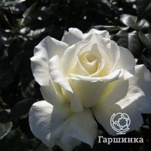 

Роза Ирина чайно-гибридная