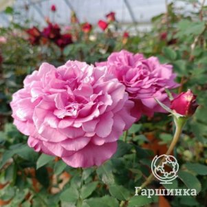 

Роза Клод Брассер чайно-гибридная