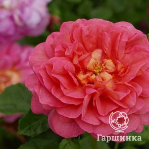 

Роза Кристофер Марлоу