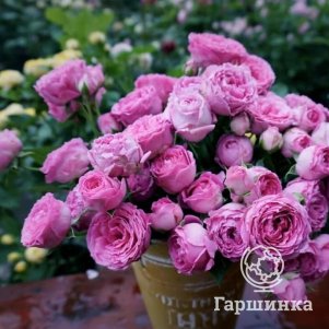 

Роза Мисти Баблс спрей