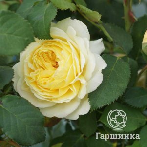 

Роза Нельсон Монфор шраб