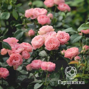 

Роза Плейфул Рококо флорибунда