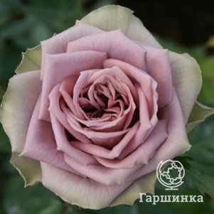 

Роза Симпли Джорджиус чайно-гибридная