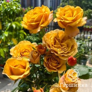 

Роза Сосновая мечта
