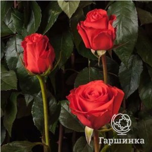 

Роза Стар 2000 чайно-гибридная