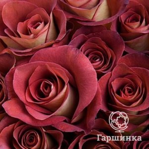 

Роза Терракота чайно-гибридная