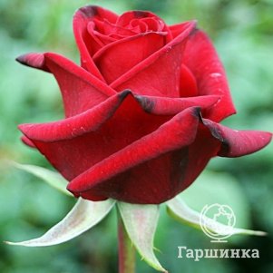 

Роза Черная Магия чайно-гибридная