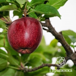 Яблоня Ред Пешн красномясая