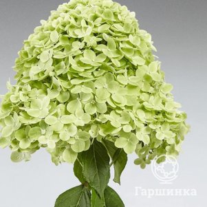 Гортензия Пантера метельчатая