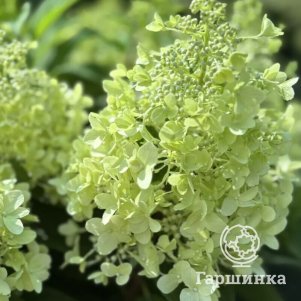 

Гортензия Пандрия метельчатая