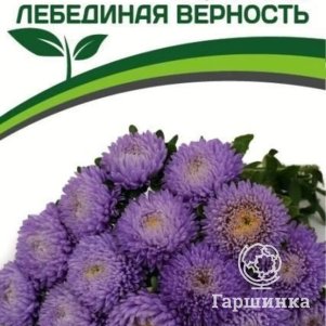

Семена Астра китайская Лебединая Верность 5 шт. Партнер