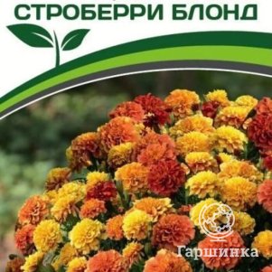 

Семена Бархатцы отклоненные Строберри Блонд (снова в продаже) 10 шт. Партнер