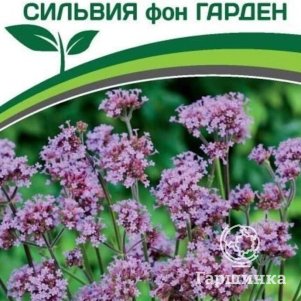 

Семена Вербена Бонарская Сильвия Фон Гарден 10 шт. Партнер