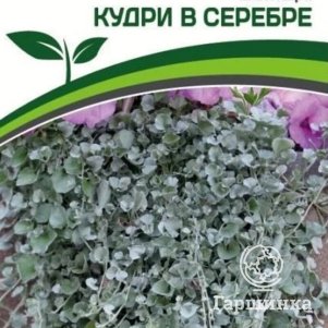 

Семена Дихондра серебристая Кудри в серебре 4 шт. Партнер