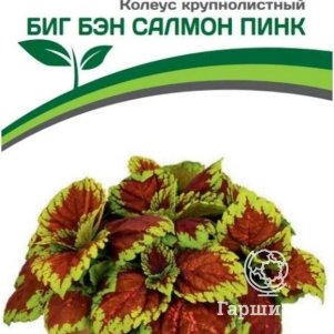 

Семена Колеус шлемниковидный крупнолистный Биг Бэн Салмон Пинк 5 шт. Партнер