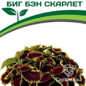 

Семена Колеус шлемниковидный крупнолистный Биг Бэн Скарлет 5 шт. Партнер