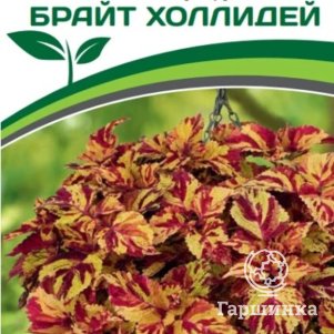 

Семена Колеус шлемниковидный крупнолистный Премиум Брайт Холлидей 5 шт. Партнер