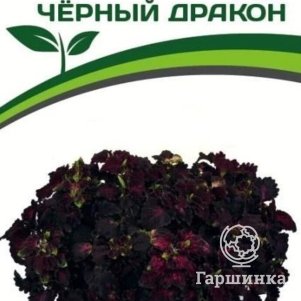 

Семена Колеус шлемниковидный Чёрный Дракон 10 шт. Партнер