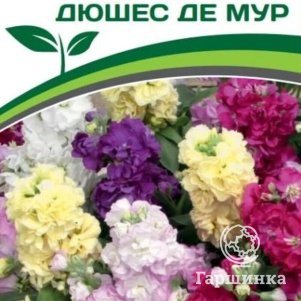 

Семена Маттиола низкорослая Дюшес де Мур 10 шт. Партнер