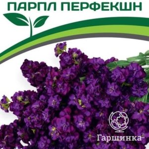

Семена Маттиола срезочная махровая "Бьютифул Парфюм" Парпл Перфекшн 10 шт. Партнер