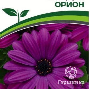 

Семена Остеоспермум F1 Эклона "Звезды Галактики" Орион 3 шт. Партнер