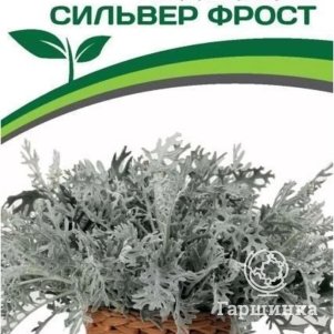 

Семена Цинерария приморская Сильвер Фрост 15 шт. Партнер