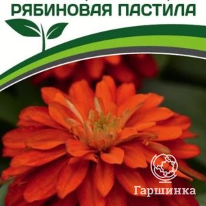 

Семена Цинния махровая "Барышня-крестьянка" Рябиновая Пастила 5 шт. Партнер