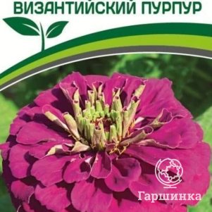 

Семена Цинния георгиновидная "Фэнтези" F1 Византийский Пурпур 4 шт. Партнер