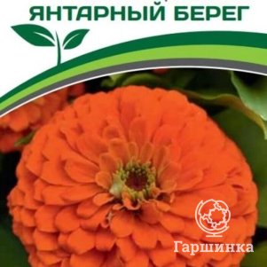 

Семена Цинния георгиновидная "Фэнтези" F1 Янтарный берег 4 шт. Партнер