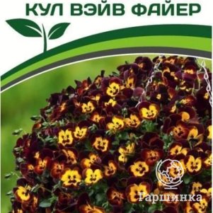 

Семена Виола ампельная Кул Вэйв Файер F1 (снова в продаже) 5 шт. Партнер