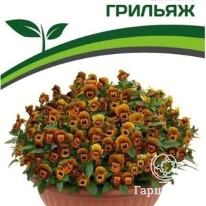 

Семена Виола "Соблазн" Грильяж F1 10 шт. Партнер