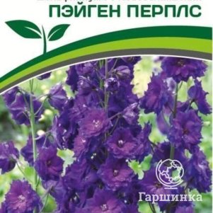 

Семена Дельфиниум новозеландский Пэйген Перплс F1 3 шт. Партнер
