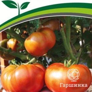 

Семена Томат Тасманский Шоколад 10 шт. Партнер