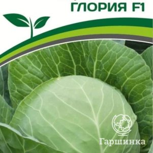 

Семена Капуста белокочанная среднеспелая Глория F1 0,1 гр. Партнер