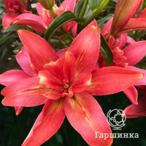 

Лилия Хотпанс азиатская