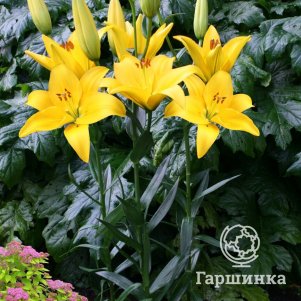 

Лилия Рапид Еллоу азиатская